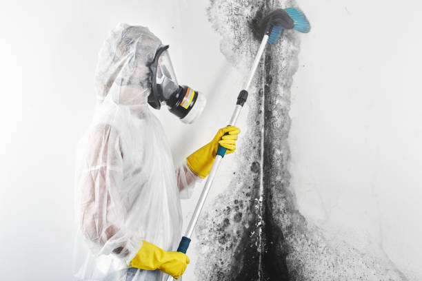  Wonder Lake, IL Mold Removal Pros